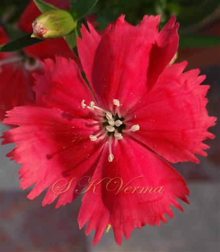  Flower